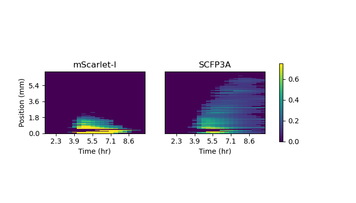 The two plots depict mean fluorescence values along the sender-amplifier consortium at each acquisition time. Images were first rotated such that the agarose pad’s long axis was parallel to the image’s column axis. Mean fluorescence values were determined by averaging the pixels above a threshold value at each image column. Stacking these vectors for each time point results in the heatmaps shown.