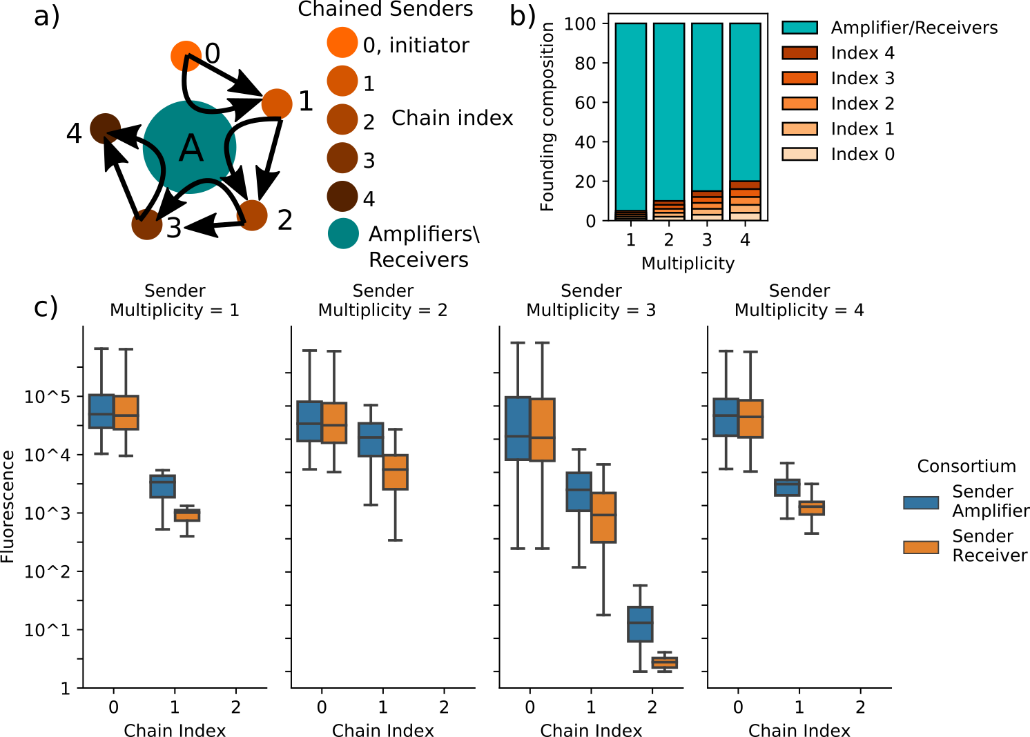 Hypothetical consortia composed of amplifiers/receivers and chained sender cells are simulated to evaluate how amplifying cell-cell signaling can benefit information propagation. (a) depicts a schematic representing the cell-cell signaling relationships represented in these simulations. The chained senders are connected by unidirectional, sender-receiver relationships in which chain index \(i\) emits signal molecules that activate synthase expression in chain index \(i+1\). The index 0 population are constitutively active. Each sender-receiver relationship employs unique, orthogonal signaling species Amplifiers, however, can amplifify the signaling activity at each index. Simulations vary the bystander cells’ status as amplifier or receiver and the composition of the founding consortia populations, which is described in (b). Sender multiplicity is the number of founding cells of each of the sender populations. Because the founding population is set at 100 individuals, higher multiplicity reduces the total number of amplifier/receiver cells in the founding population. The benefit provided by amplification is measured by comparing the maximum synthase amount in each sender population achieved during simulations including either amplifiers or receivers as partners to the chained senders. Receivers do not respond to signaling activity, but they occupy space and consume nutrients. (c) depicts, in boxplots, the distributions of sender activity at each index of the sender chain obtained over ten simulations of each consortium. Simulations of chain/amplifier and chain/receiver consortia utilize the same initial conditions such that the comparisons of the distributions are not confounded. In all assayed conditions, utilizing parameters governing gene networks and cell growth in B.1, the amplifiers increase the response in chain indices greater than 0. However, the response in all multiplicities except 2 is significantly diminished in comparison to the constitutively-active index 0 senders and the response from chain indices greater than 1 is negligible in all cases. Together, these data suggest that even with amplifier cells, a chained signaling cascade between minority populations is unlikely succeed past a single step.