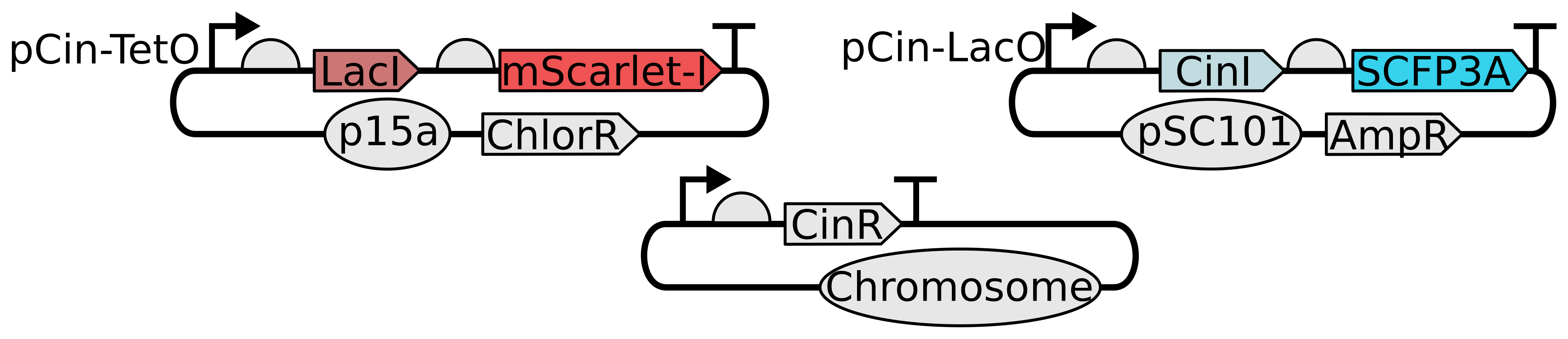 The genetic components of the pulsatile communication circuit. Quorum sensing components are drawn from the CinRI system from the species Rhizobium leguminosarum. The synthase protein, CinI, produces N-(3-hydroxy-7-cis-tetradecanoyl)-L-homoserine lactone (referred to as AHL in the context of the Cin system for convenience) (Lithgow et al. (2000)). CinR is expressed constitutively, AHL-bound CinR promotes expression from pCin, and LacI represses CinI transcription when bound to the LacO site. AHL freely diffuses through cell walls.