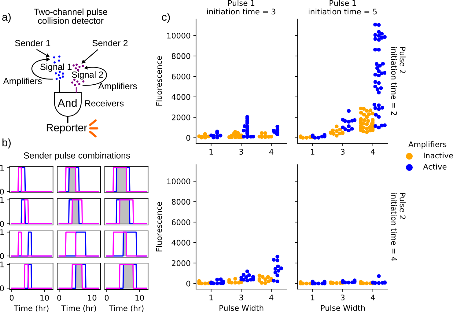 Outline and results of the coincidence detector consortium. (a) depicts a schematic representing the cell-cell signaling relationships represented in these simulations. The two sender populations initiate signaling through the release of diffusible signaling chemicals. Amplifiers, when active, are triggered by the sender populations to contribute to the local concentrations of these chemicals in a pulsatile fashion. The receiver population produces a fluorescent output in the presence of both signaling molecules. Simulations vary the timing and duration of synthase expression within the sender populations as shown in (b). Simulations span 12 hours. Gray-shaded regions indicate overlapping synthase expression within the sender populations. Plots in (c) show the maximum pixel values within the receiver population obtained over three simulations of each sender-emission pattern. Each of these three iterations employs a different random spatial patterning of the founding population, which is composed of a single founder of each of the sender and receiver strains and 100 amplifier/bystander cells. These random initial conditions are repeated for consortia with active and inactive amplifier cells such that active/inactive cases can be compared directly. In all assayed conditions, utilizing parameters governing gene networks of sender, amplifiers, and receivers as well as cell growth in B.1 and use the same arena and consortia geometry as in 4.5. The simulated receiver fluorescence indicates the degree to which the population receives input from both sender cells. All conditions show a greater average response in the receiver population when amplifiers are active. However, only the simulations in which one pulse initiates at 2 hours and the other at 5 hours results in significant expression. This is likely a result of the time-varying nutrient availability and suggests the relationship between event timing and response is non-trivial and not intuitive. Further exploring the spatiotemporal dynamics of nutrient availability in simulation requires more experimental data capturing these effects in order to be predictive.