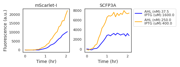 Fluorescence data from two experimental wells with high expression activity show a marked delay in the initial accumulation of mScarlet-I fluorescence in comparison to SCFP3A fluorescence. 