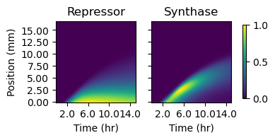 The two plots depict simulated protein quantities (in arbitrary units) along the sender-amplifier consortium at each simulation time step. Quantities are determined by multiplying the model species of cell density by those representing intracellular protein concentrations. The intensity values depicted in the heatmaps are normalized to the maximum value in each image.