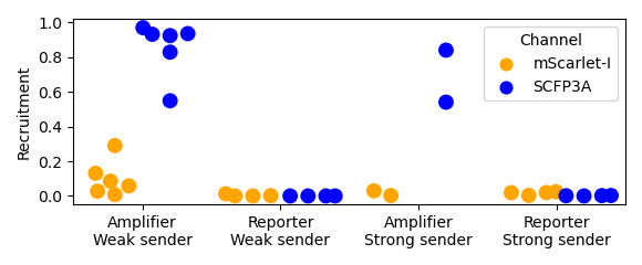 Recruitment fractions are calculated by dividing the above-threshold area by the total cell-occupied area. The area occupied by cells is determined using a low threshold on the SCFP3A fluorescence data that separates agarose autofluorescence and bacterial autofluorescence. As mentioned in the caption to Figure 3.2, one of the “Reporter/Strong sender” replicates produced a putative mutant amplifier microcolony that exhibited strong SCFP3A fluorescence. These data show that this mutant did result in a significant recruitment fraction.