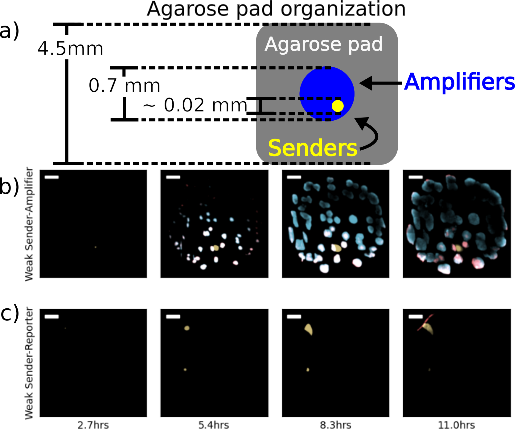 Fluorescence microscopy images of sender-amplifier consortia from two different agarose pads. The cartoon in (a) shows the size of the agarose pad and the consortium growing on it. The scenario depicted is one including a single sender population. Subfigures (b) and (c) show selected frames from experiments on sender-amplifier and sender-reporter consortia, respectively. The “Active” pad contains IPTG, thus enabling amplifier activity, while the “Inactive” pad does not. Each image is a composite of sfYFP, mScarlet-I, and SCFP3A expression. Scale bar is 100\(\mu\)m.