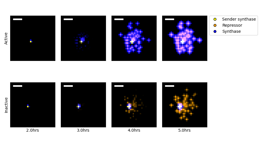 Simulations of sender-amplifier and sender-reporter consortia were performed, designed to recreate the experiments described in Chapter 3. The two rows of images show protein amounts from the sender-amplifier (Active) and sender-reporter (Inactive) consortia at selected time points. Protein concentrations are represented in the false-color images according to their identity and their associated cell type. Black indicates absence, and brightness correlates with quantity. A color key is indicated by the figure legend. The isolated point in the frames corresponding to 2 hours is the location of the single sender microcolony. Scale bar is 100\(\mu\)m.