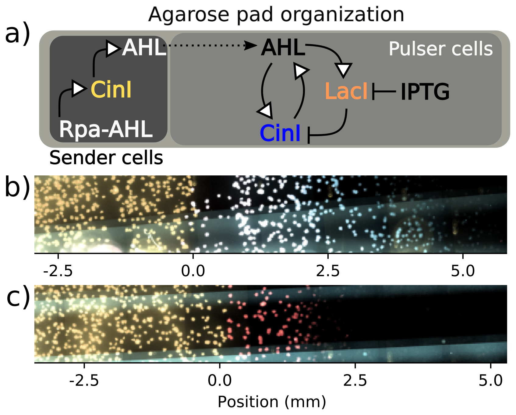 Schematic (a) summarizes the experimental setup described in the text, with shaded regions corresponding to the portions of the agar pad occupied by the sender and pulser cell strains. This subfigure also depicts abbreviated transcriptional networks of the sender and pulser strains. Subfigure (b) includes an image from a time-lapse microscopy experiment of a sender-amplifier consortium. Subfigures (b-c) are fluorescence micrographs where yellow indicates sender activity, red indicates repressor activity, and blue indicates synthase activity. Subfigure (c) is a sender-receiver consortium from the same experiment imaged at the same time, 4 hours after pad inoculation. These images show the initiation of cell-cell communication, when sender cells have secreted sufficient AHL to elicit a response from their consortium partners. Amplifier cells fluoresce in both SCFP3A and mScarlet-I channels, which can appear white in the composite image. Position values are relative to the interior end of the sender population.